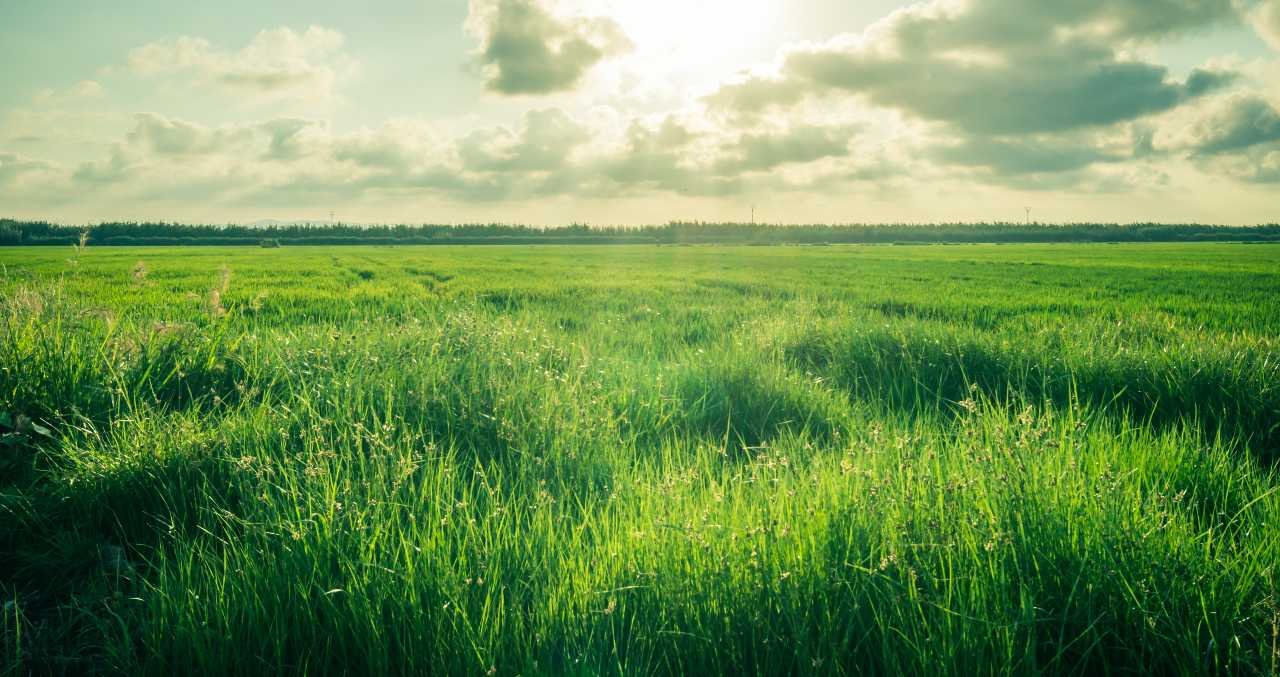 rice-plantation-sunny-sky